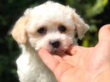 Xs Maltipoo Yavrumuz