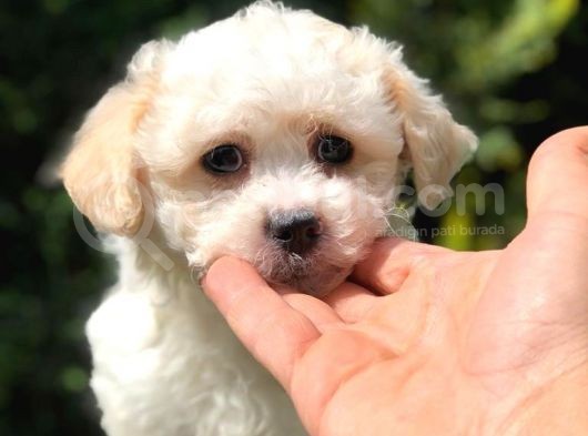 Xs Maltipoo Yavrumuz görsel