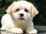 Xs Maltipoo Yavrumuz