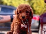 Safkan Toy Poodle