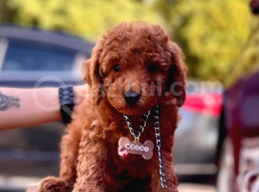 Safkan Toy Poodle görsel