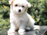 Xs Maltipoo Yavrumuz