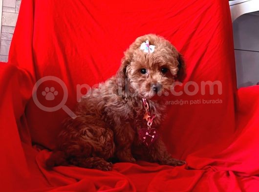 Red Brown Toy Poodle görsel
