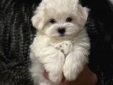 Sıfır Numara Maltese Mini Boy Yavrular