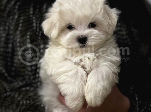 Sıfır Numara Maltese Mini Boy Yavrular görsel
