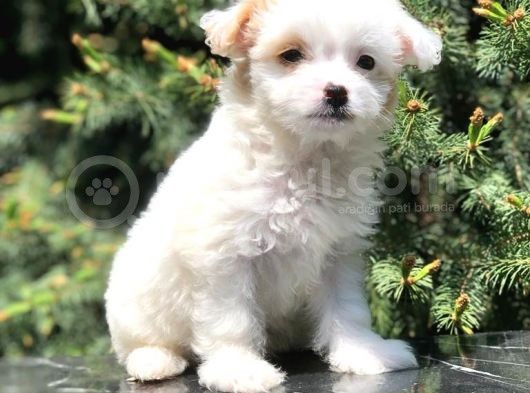 Xs Maltipoo Yavrumuz görsel