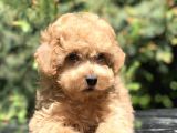 Apricot Renginde Toy Poodle Yavrularımız