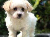 Xs Maltipoo Yavrumuz