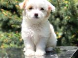 Xs Maltipoo Yavrumuz