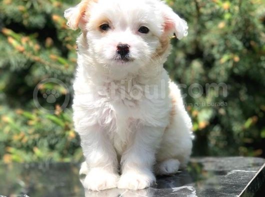 Xs Maltipoo Yavrumuz görsel