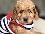 Show Kalite Maltipoo Yavrular