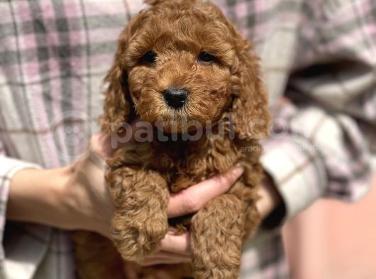 Bebek Surat Toy Poodle Yavrular görsel