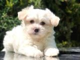 İkizlerimizin En Tatlısı Maltipoo Yavrumuz
