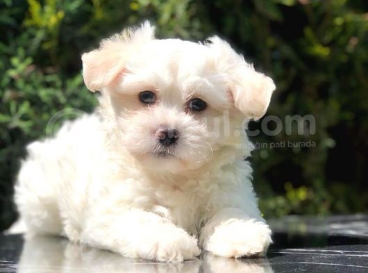 İkizlerimizin En Tatlısı Maltipoo Yavrumuz görsel