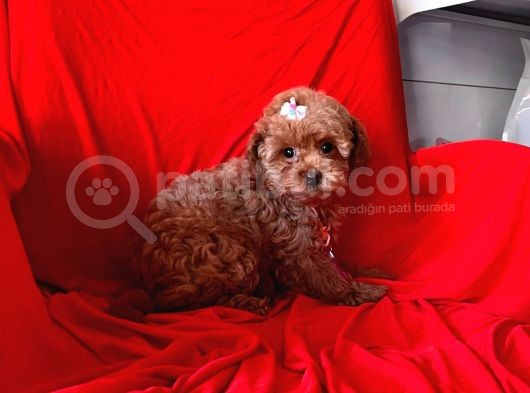 Red Brown Toy Poodle