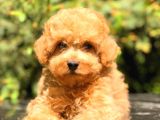 Toy Poodle Üst Kali̇te Bebekler