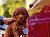 Orjinal Toy Poodle