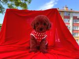 Red  Toy Poodle Tüy Dökmeyen Yavrular
