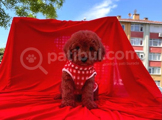Red  Toy Poodle Tüy Dökmeyen Yavrular görsel
