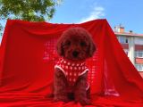 Red  Toy Poodle Tüy Dökmeyen Yavrular