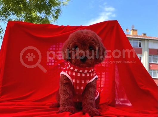 Red  Toy Poodle Tüy Dökmeyen Yavrular görsel