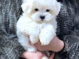 Sıfır Numara Maltese Mini Boy Yavrular