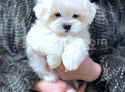 Sıfır Numara Maltese Mini Boy Yavrular