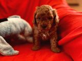 Toy Poodle Aşili Di̇şi̇ Erkek