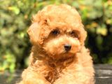 Toy Poodle Üst Kali̇te Bebekler