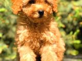 Üst Kali̇te Toy Poodle Yavrular