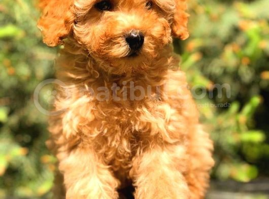Üst Kali̇te Toy Poodle Yavrular görsel