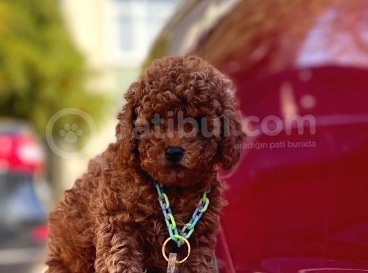 Red Brown Toy Poddle görsel