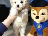 Mini Boy Maltese Sevimli Yavrular