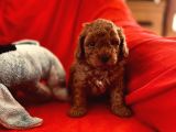 Toy Poodle Aşili Di̇şi̇ Erkek