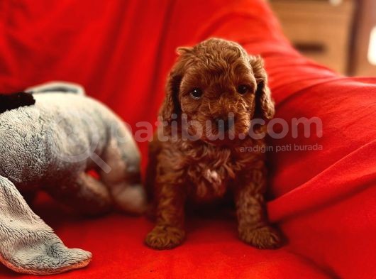 Toy Poodle Aşili Di̇şi̇ Erkek görsel