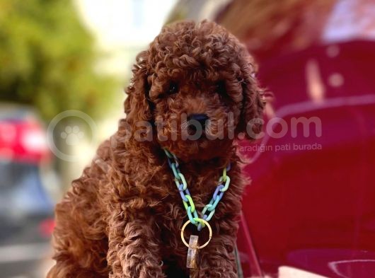 Red Brown Toy Poddle