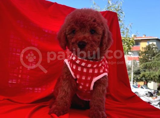 Red  Toy Poodle Tüy Dökmeyen Yavrular