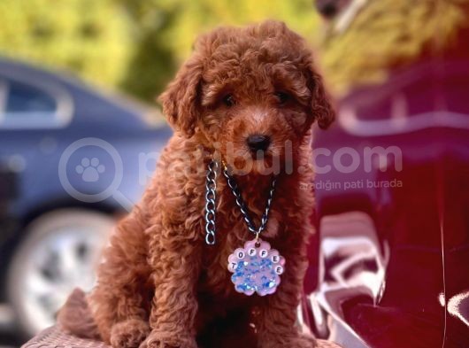 Orjinal Toy Poodle görsel