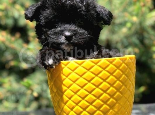 Xs Maltipoo Yavrumuz