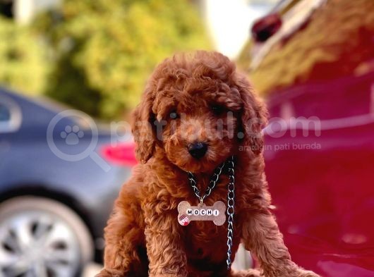 Safkan Toy Poodle