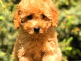 Üst Kali̇te Toy Poodle Yavrular