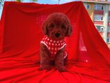 Red  Toy Poodle Tüy Dökmeyen Yavrular