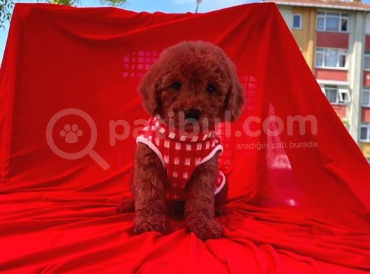 Red  Toy Poodle Tüy Dökmeyen Yavrular görsel