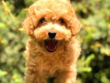 Toy Poodle Üst Kali̇te Bebekler