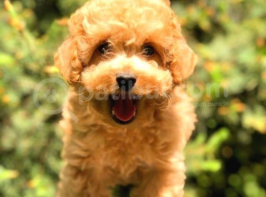 Toy Poodle Üst Kali̇te Bebekler görsel