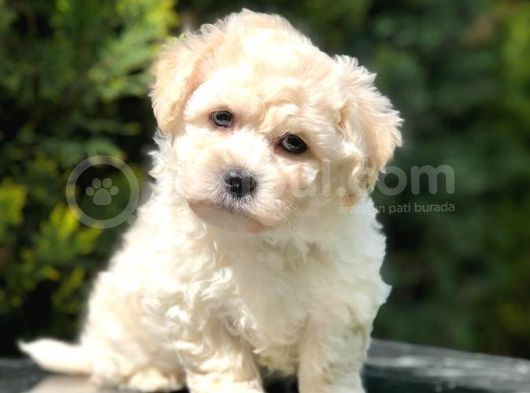 Xs Maltipoo Yavrularımız görsel