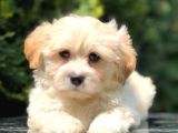 En Güzel Maltipoo Yavrularımız