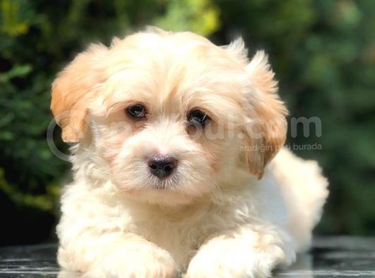 En Güzel Maltipoo Yavrularımız