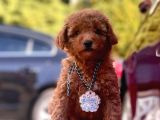 Safkan Toy Poodle Yavrularımız