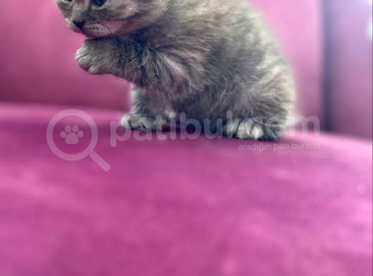 Benimle Yaşamak Istermisin görsel